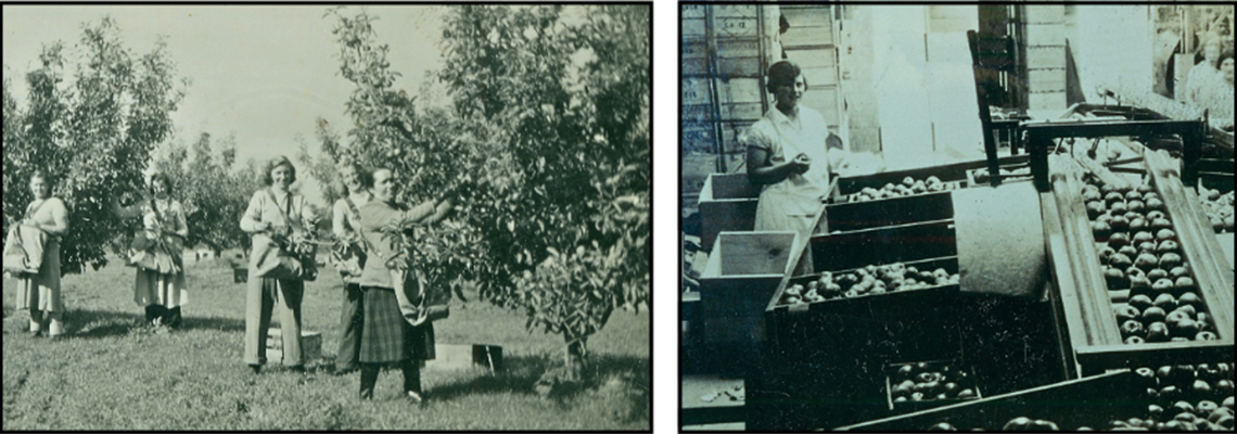 Somerville_Tyabb_Apples_1140x400.png
